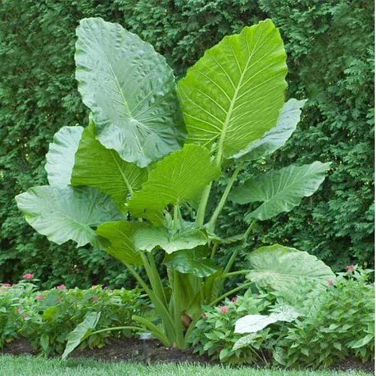 Alocasia macrorrhiza 8211 Plant