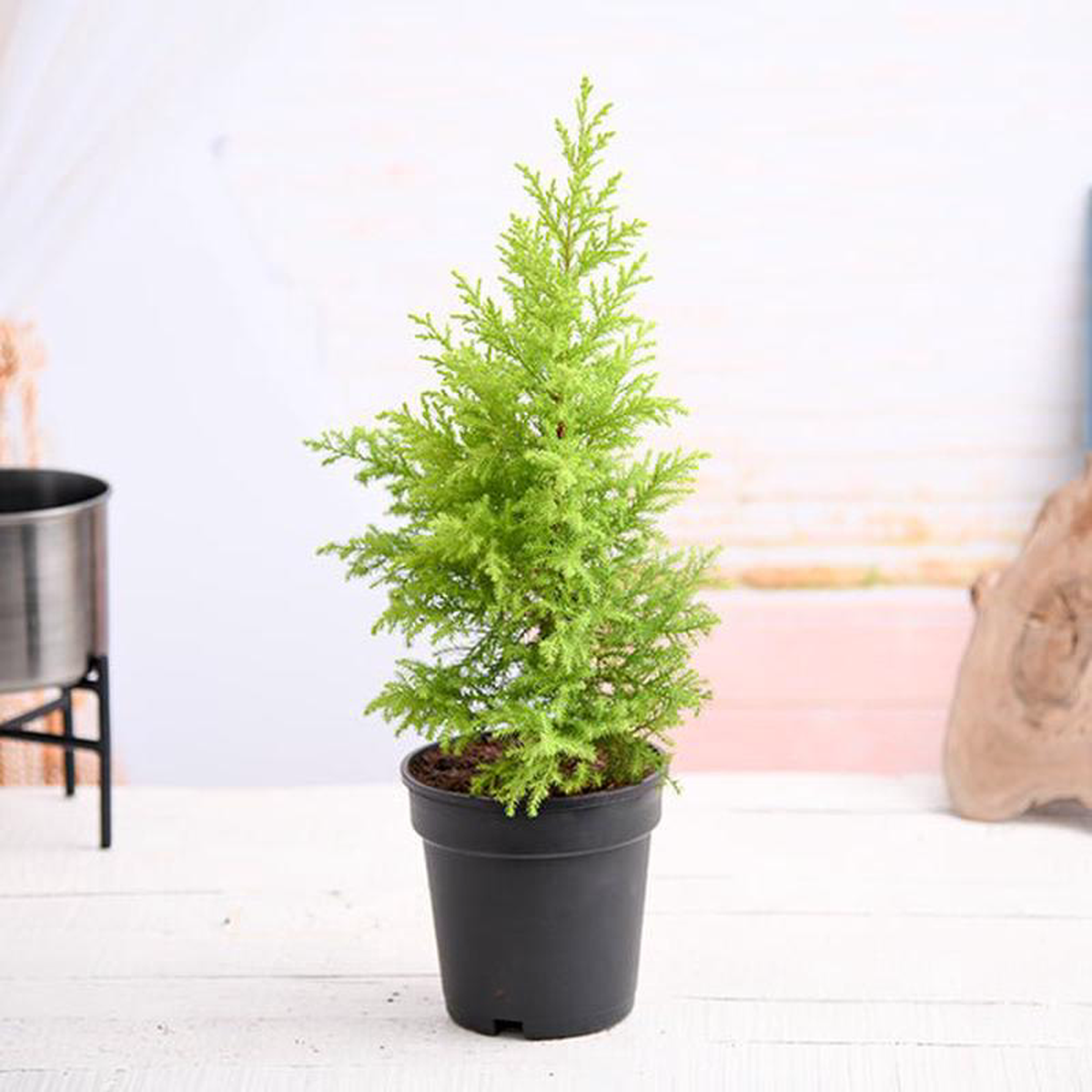 Cypress Golden 8211 Plant