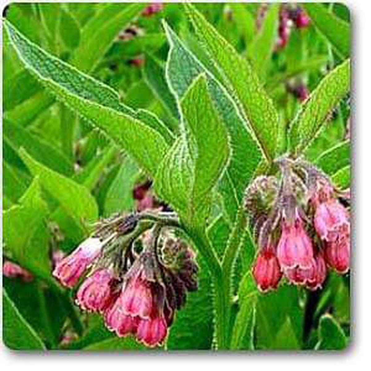 Comfrey 8211 Plant