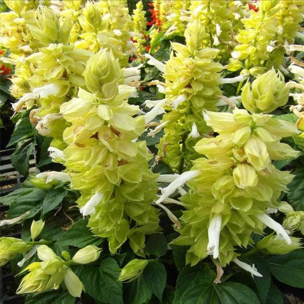 Salvia Splendens Light Yellow 8211 Plant