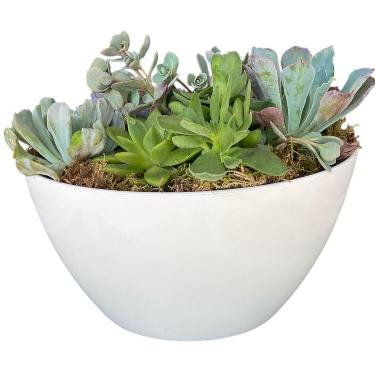 Succulent in White Oval Pot