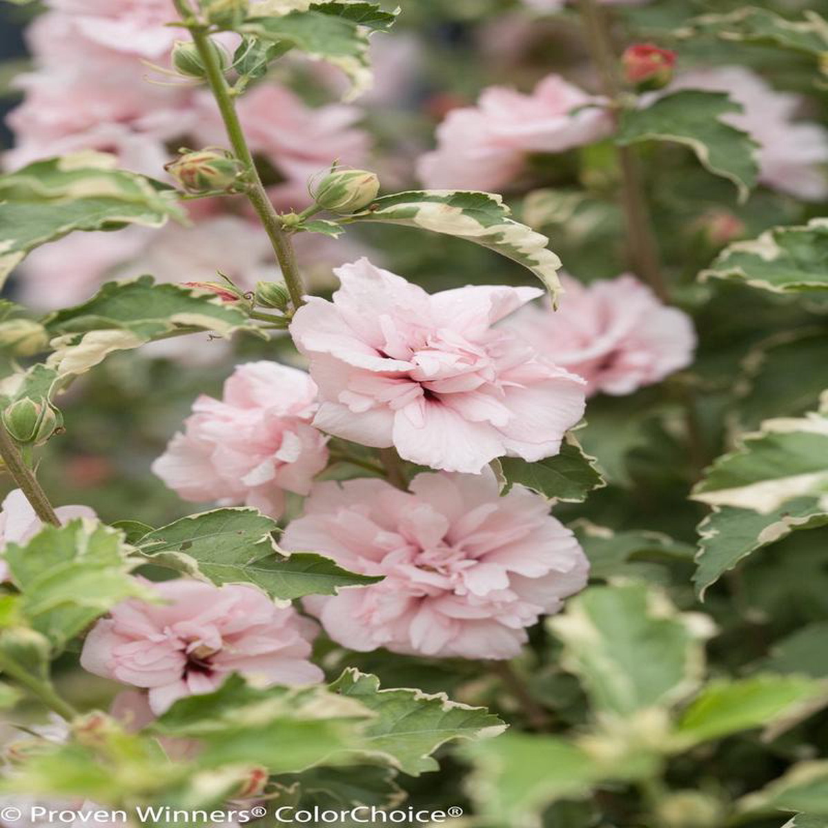 Sugar Tip Rose of Sharon Tree