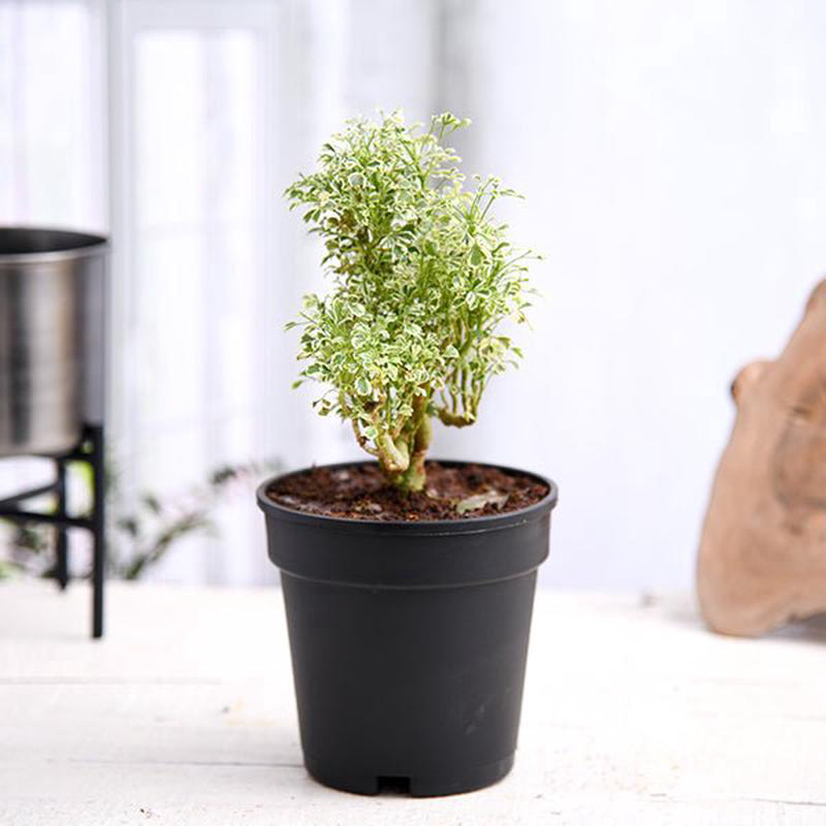 Aralia Miniature White 8211 Plant