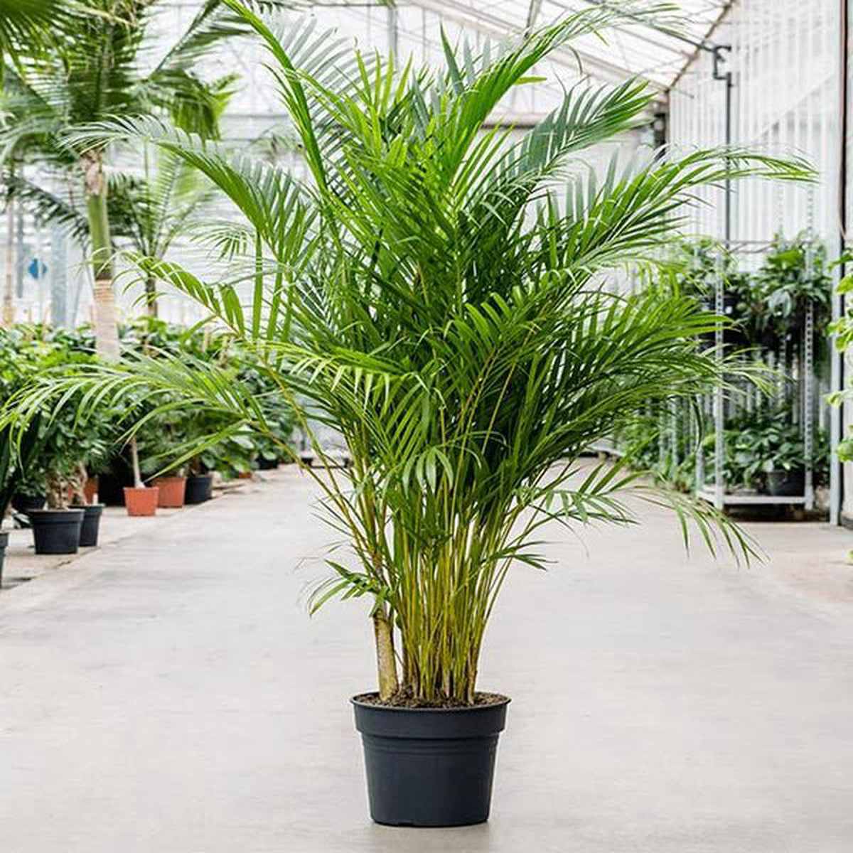 Areca Palm (Small) 8211 Plant