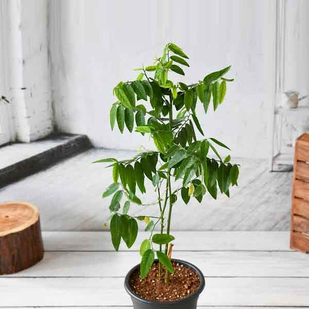 MultivitaminThavasi Keerai 8211 Plant