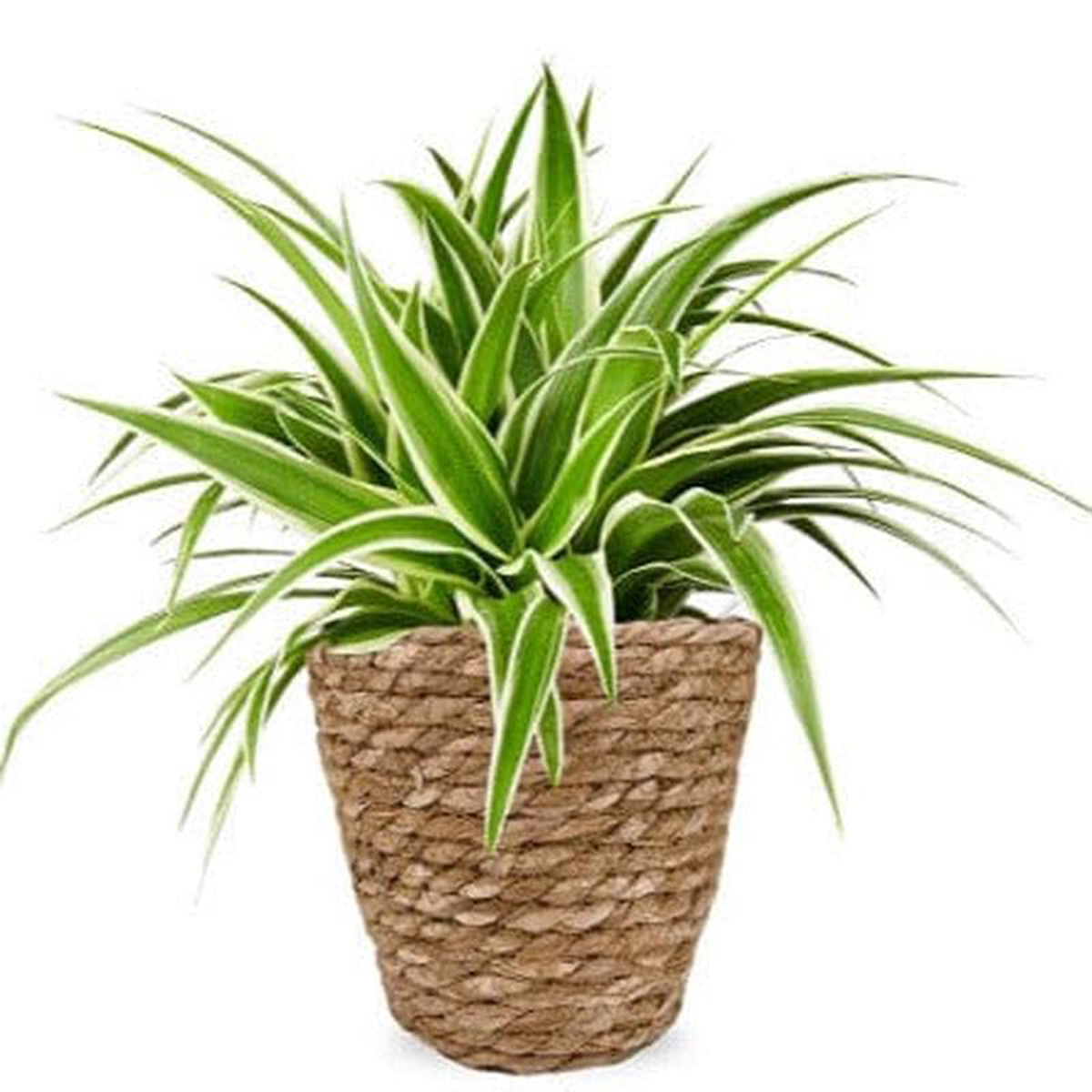 Basket of Spider Plant