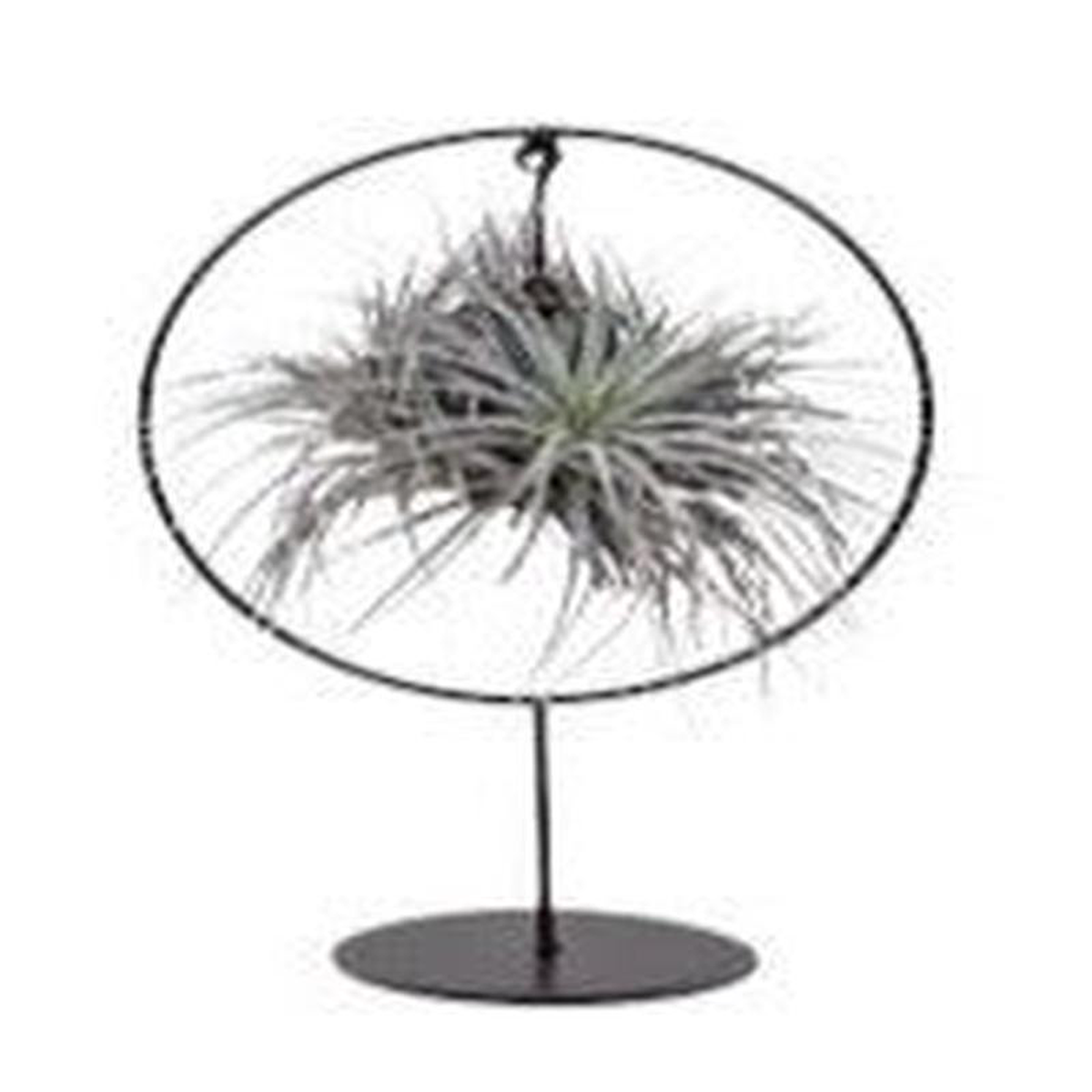 Air Plant Arrangement
