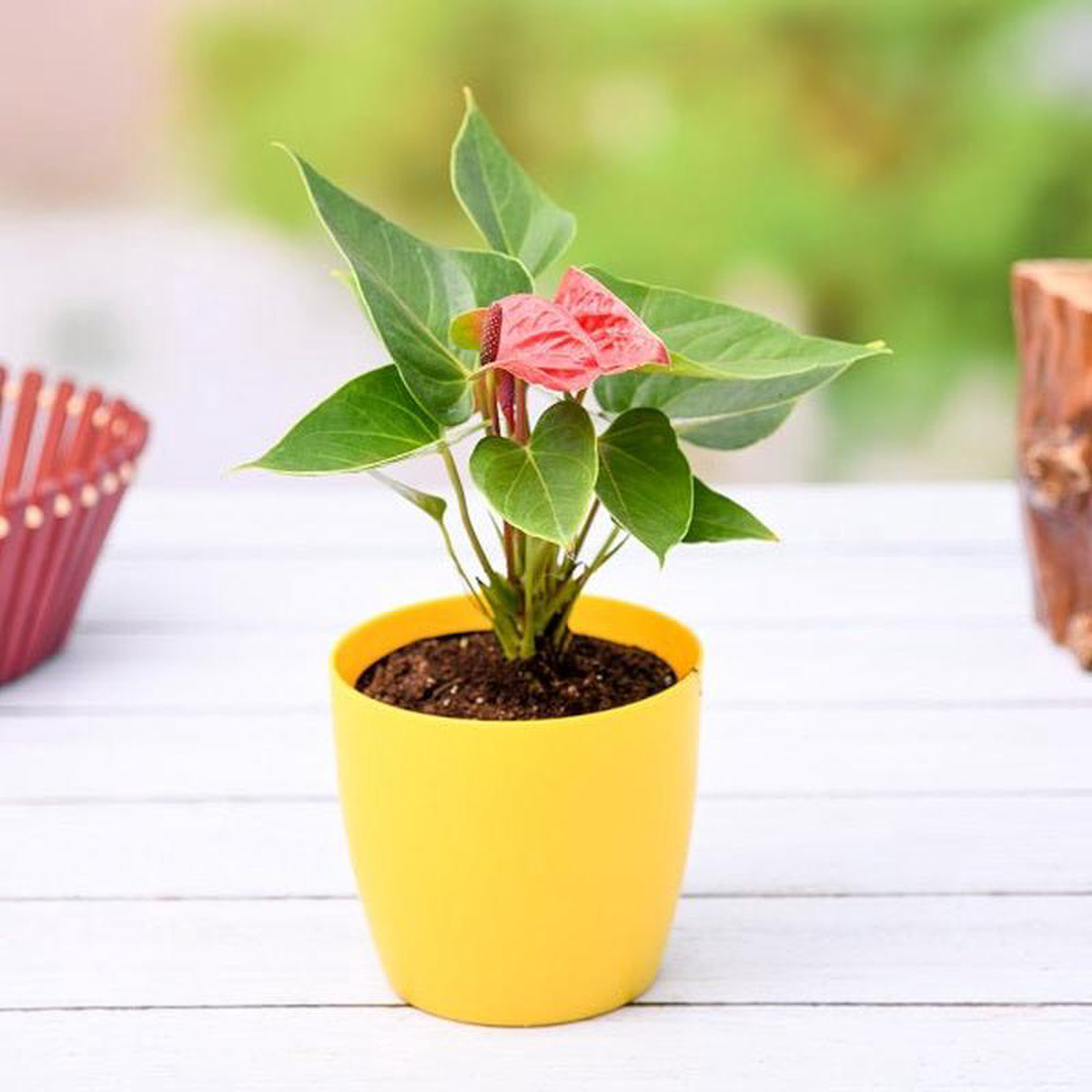 Anthurium (Any Color) 8211 Plant