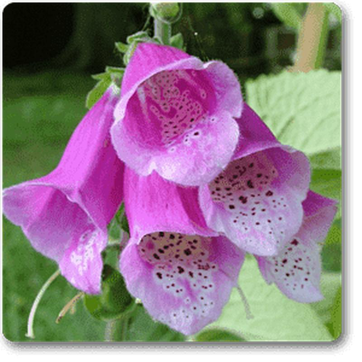 Digitalis spp 8211 Plant