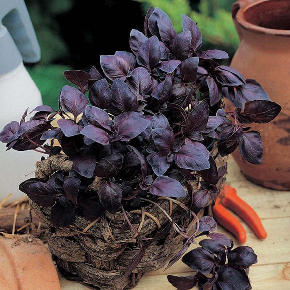 Basil Red Rubin 8211 Mr Fothergill8217s Seeds