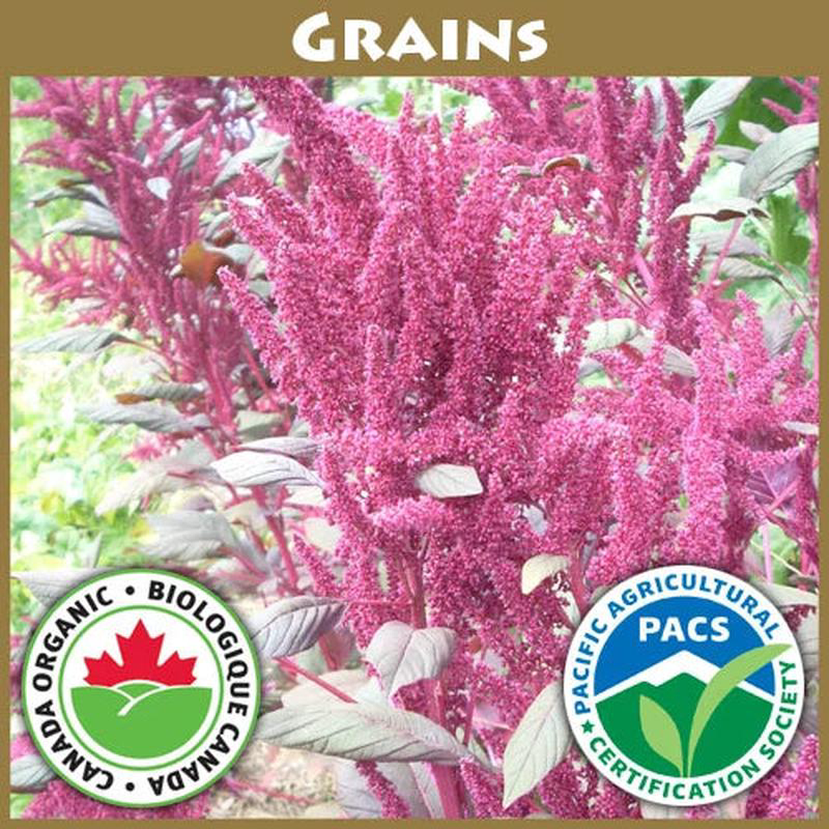 Amaranth 8211 Good Earth Farms