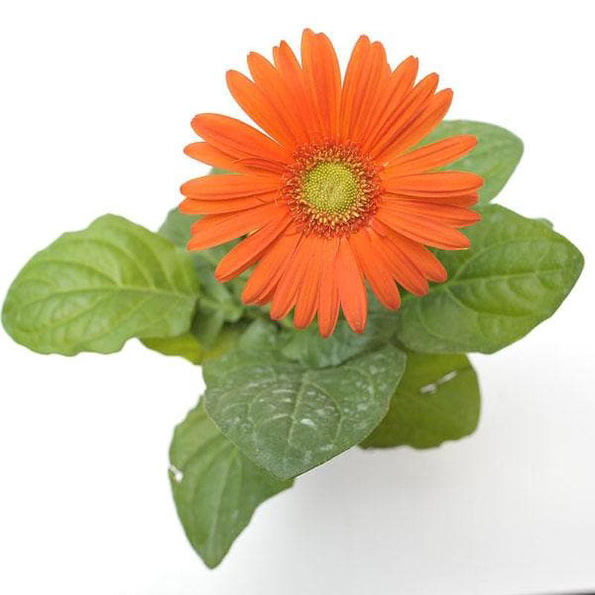 Gerbera (Orange) 8211 Plant