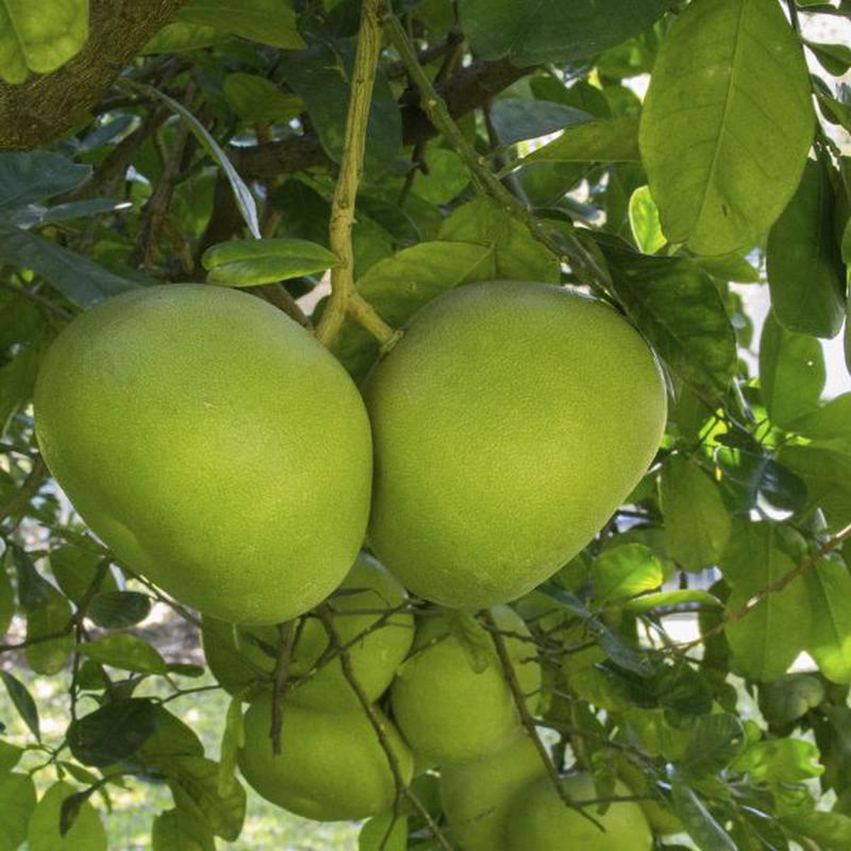Tahitian Pummelo Tree