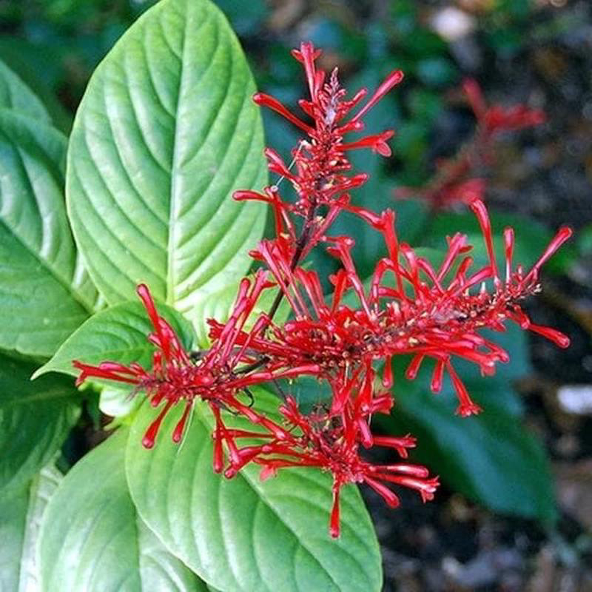 Odonotonema strictum 8211 Plant