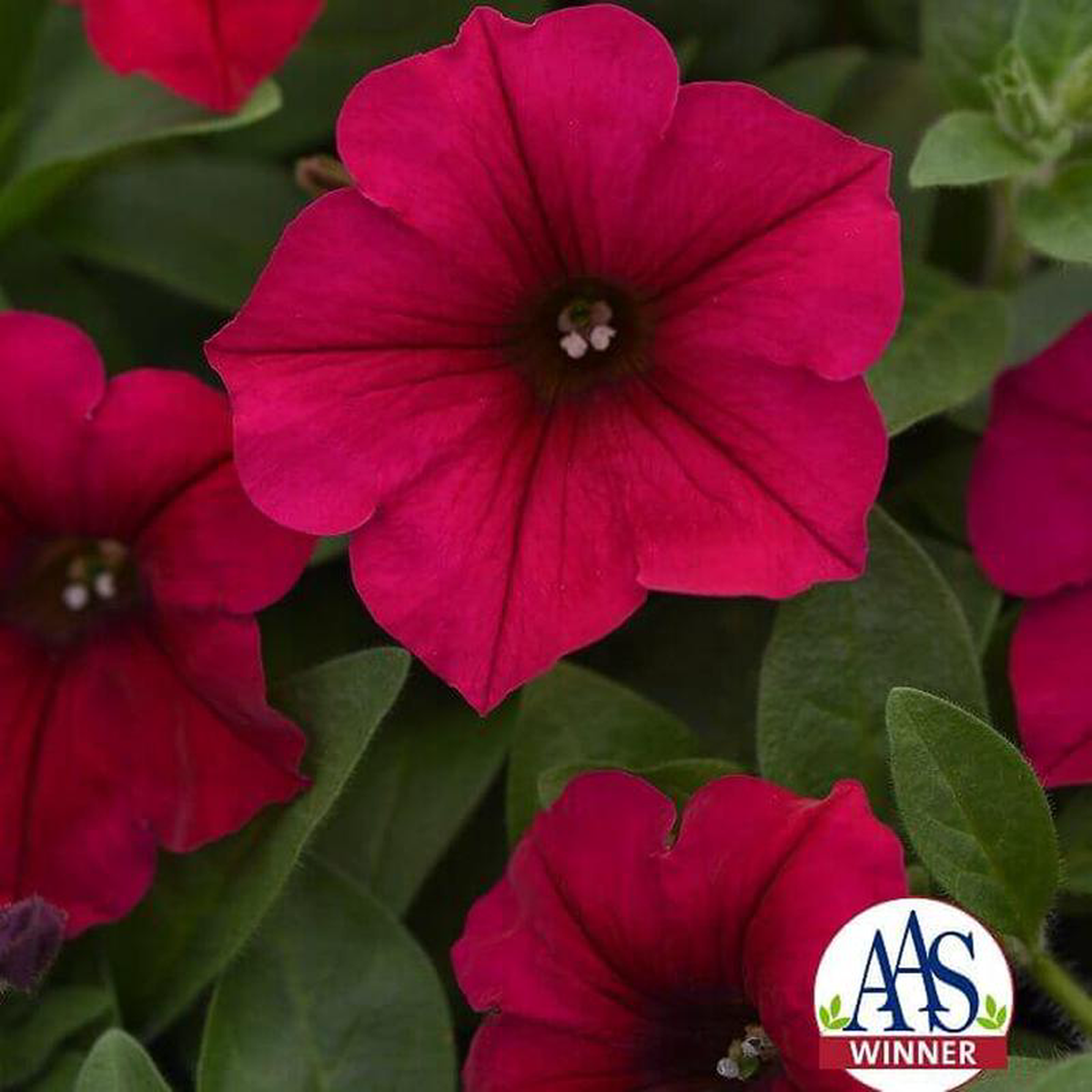 Wave Petunia Carmine Velour 8211 Ontario Seed Company