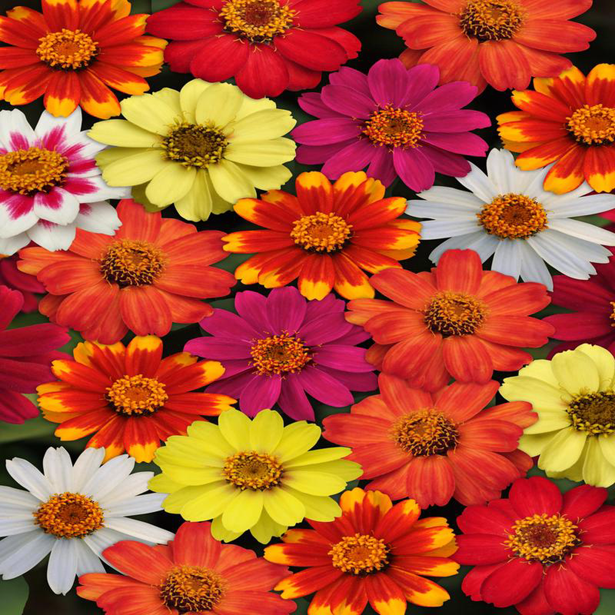 Zahara Series Formula Mix Zinnia Seeds