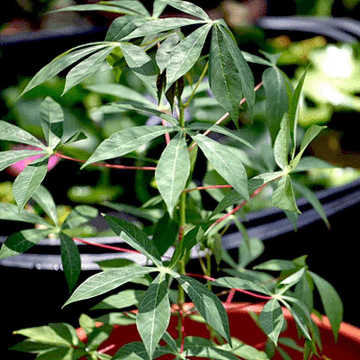 Tapioca Portuguese pronunciation 8211 Plant