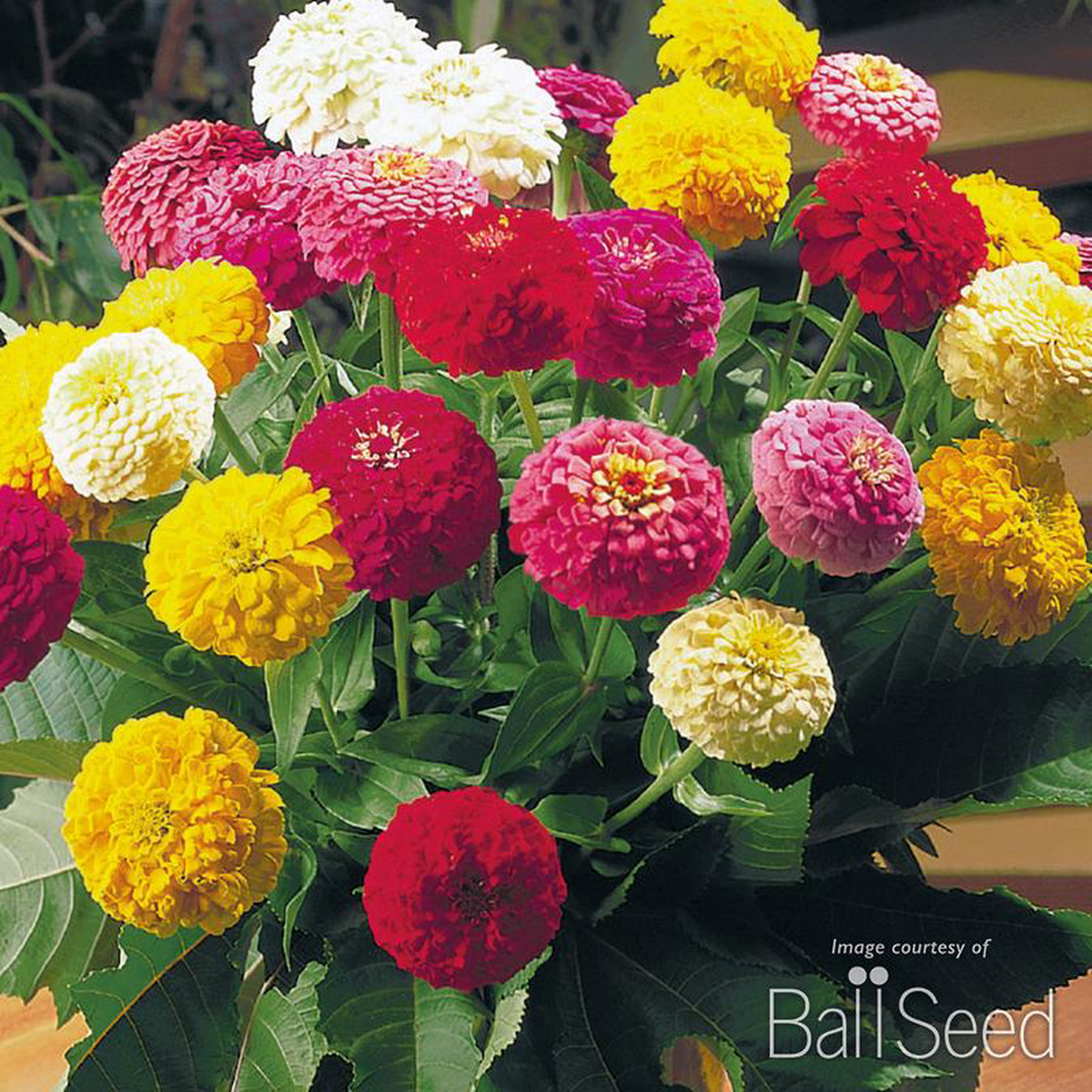 Zinnia Oklahoma Formula Mix 425in CF
