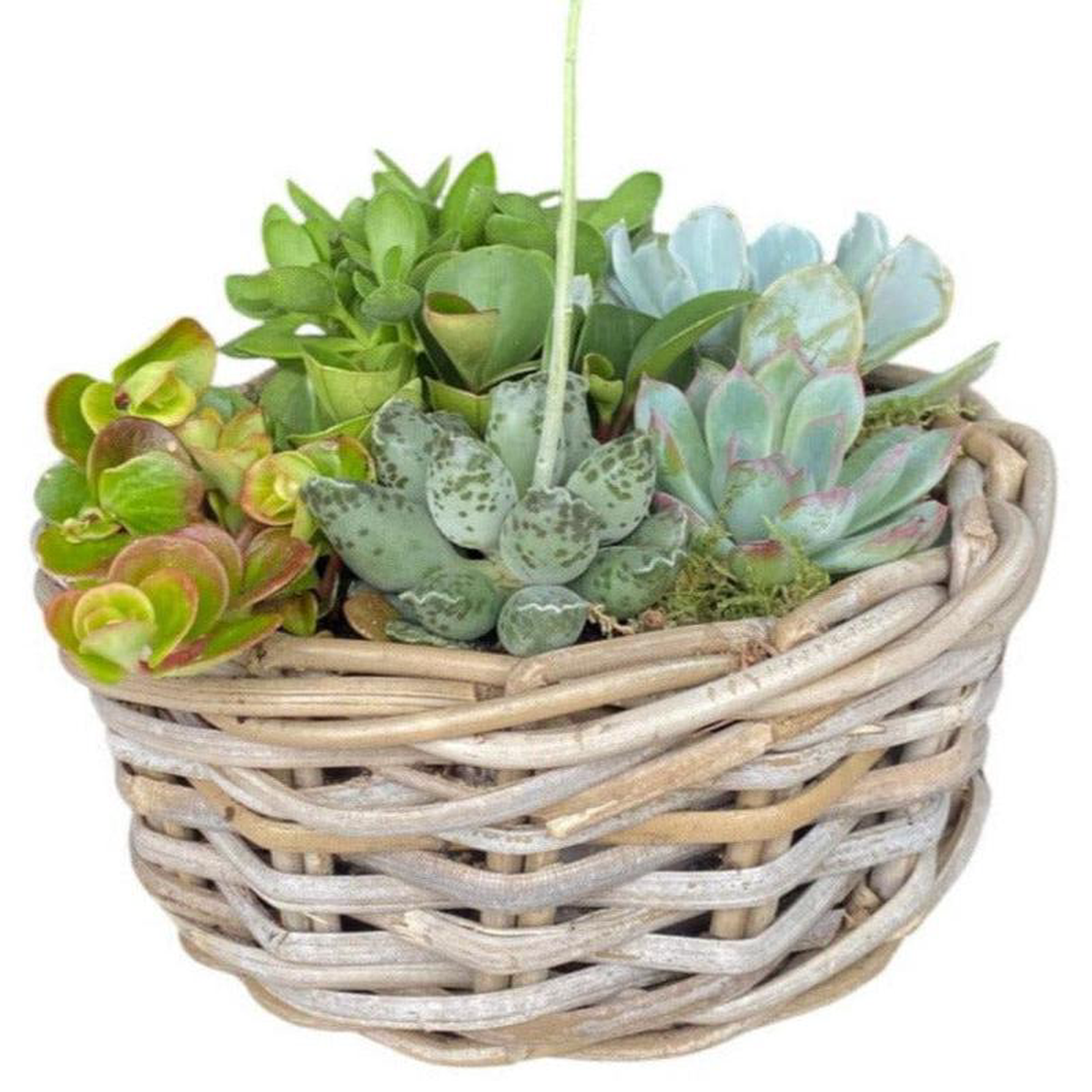 Succulent Arrangement in Round Wicker Basket