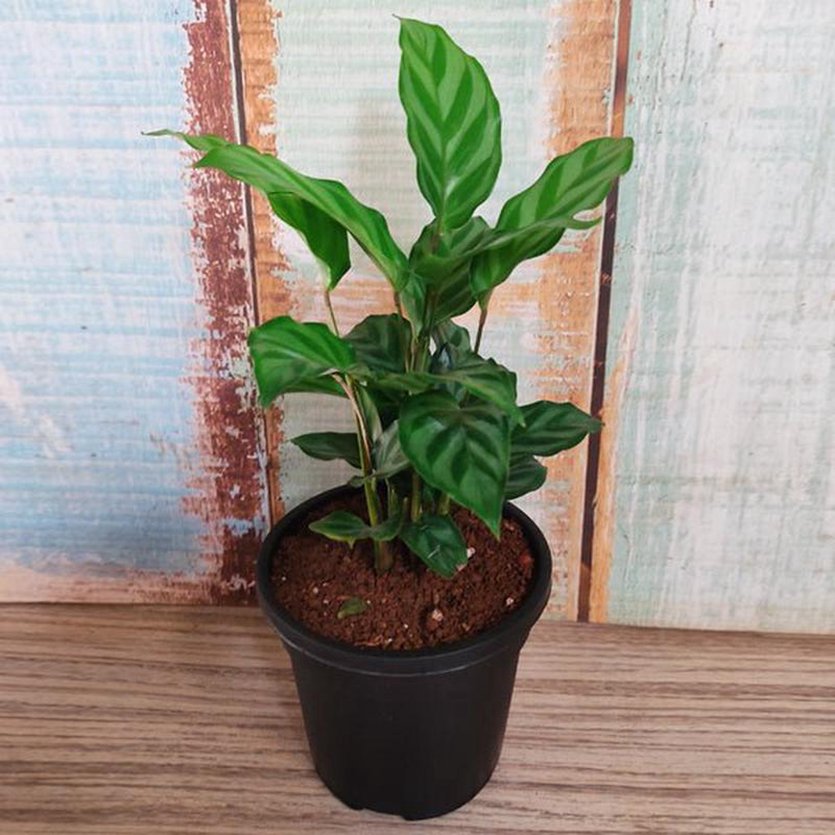 Calathea concinna freddie Calathea concinna 8211 Plant