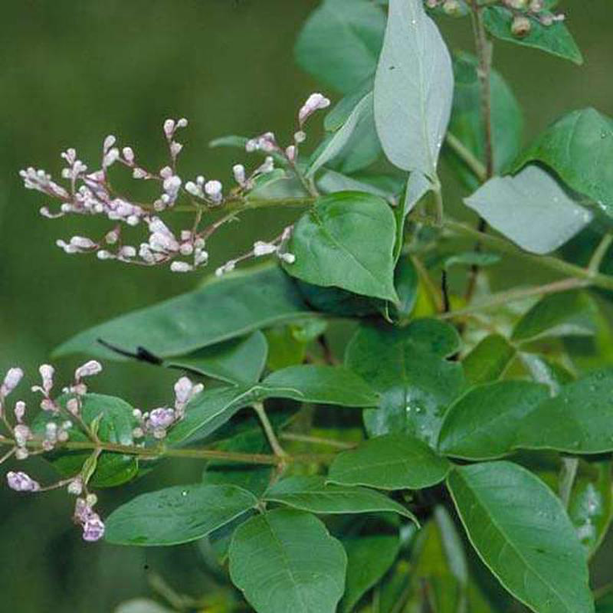 Vitex trifolia Nirgundi 8211 Plant
