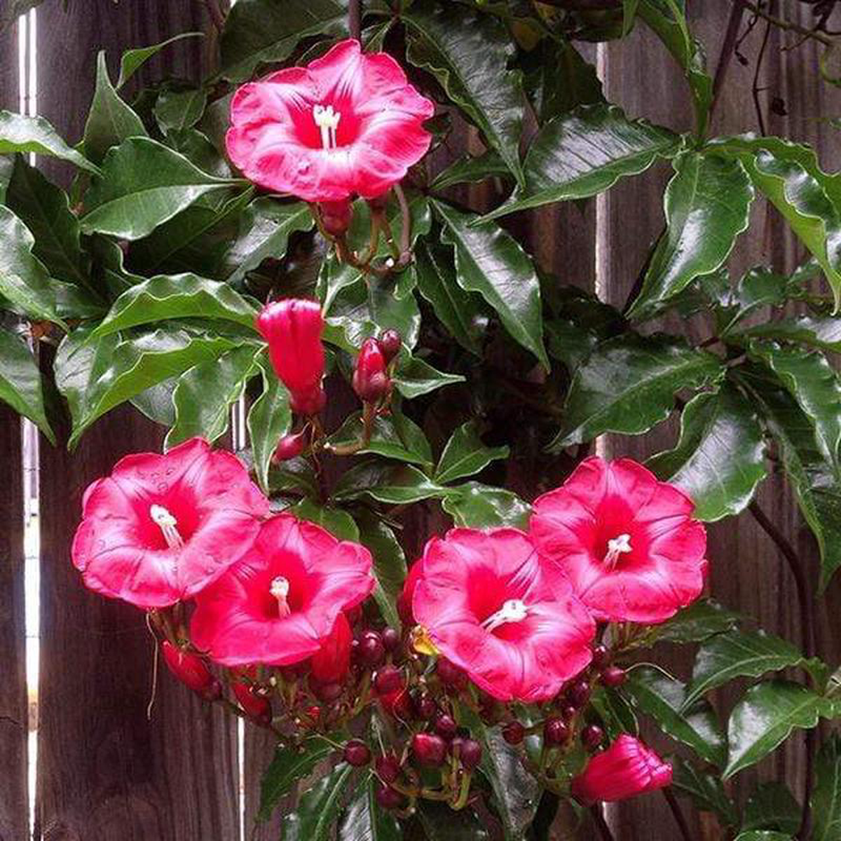 Cardinal Creeper 8211 Plant