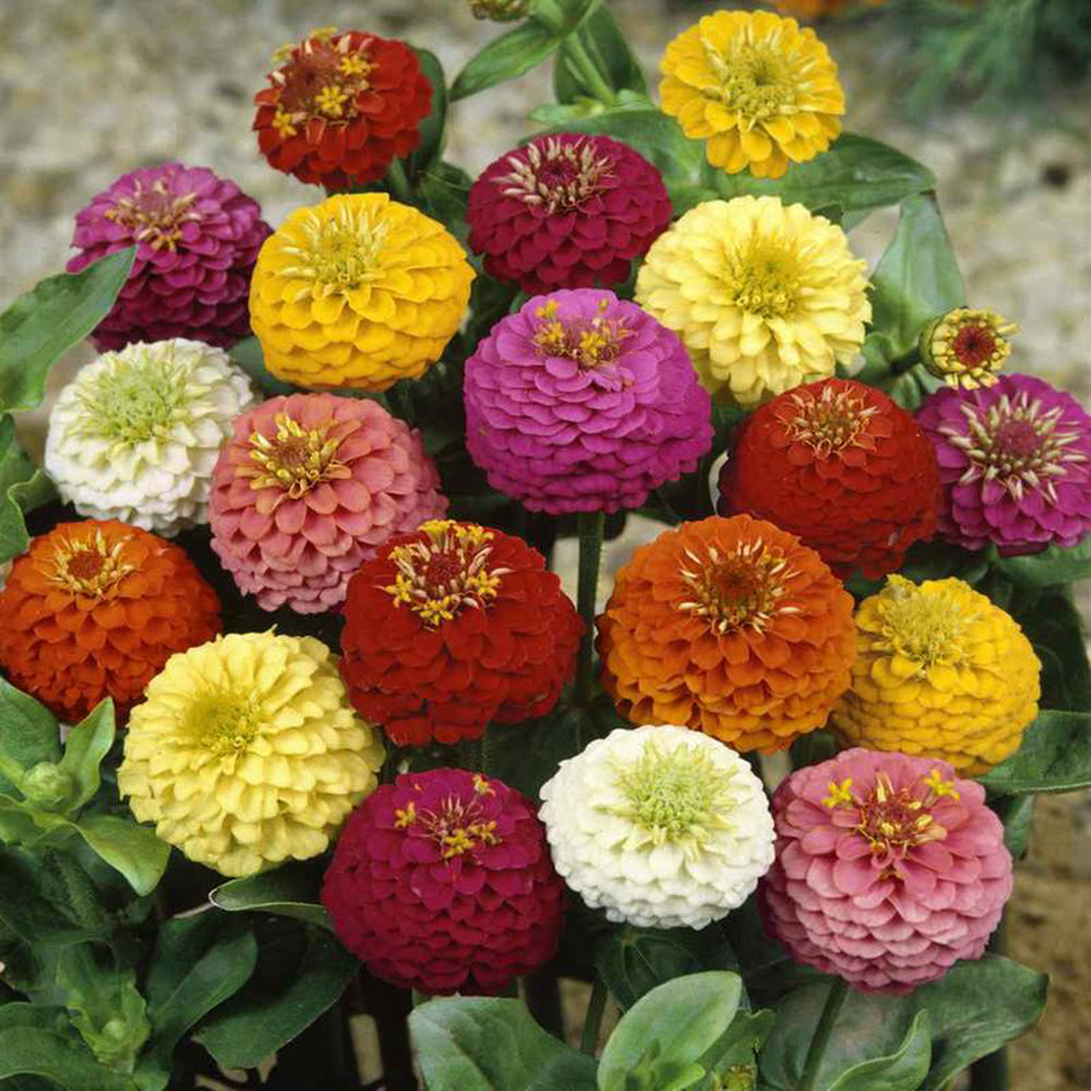 Zinnia Lilliput Mixed 8211 Pacific Northwest Seeds