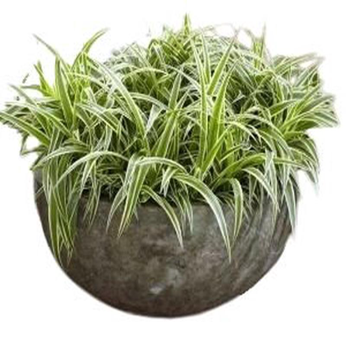 Spider Plant in Ceramic Bowl
