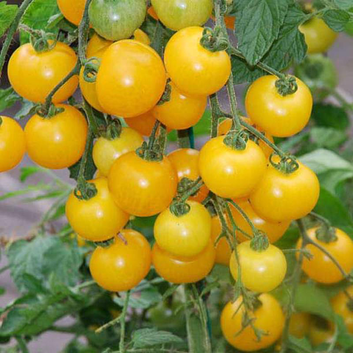 Tomato Golden Currant 8211 Vegetable Seeds