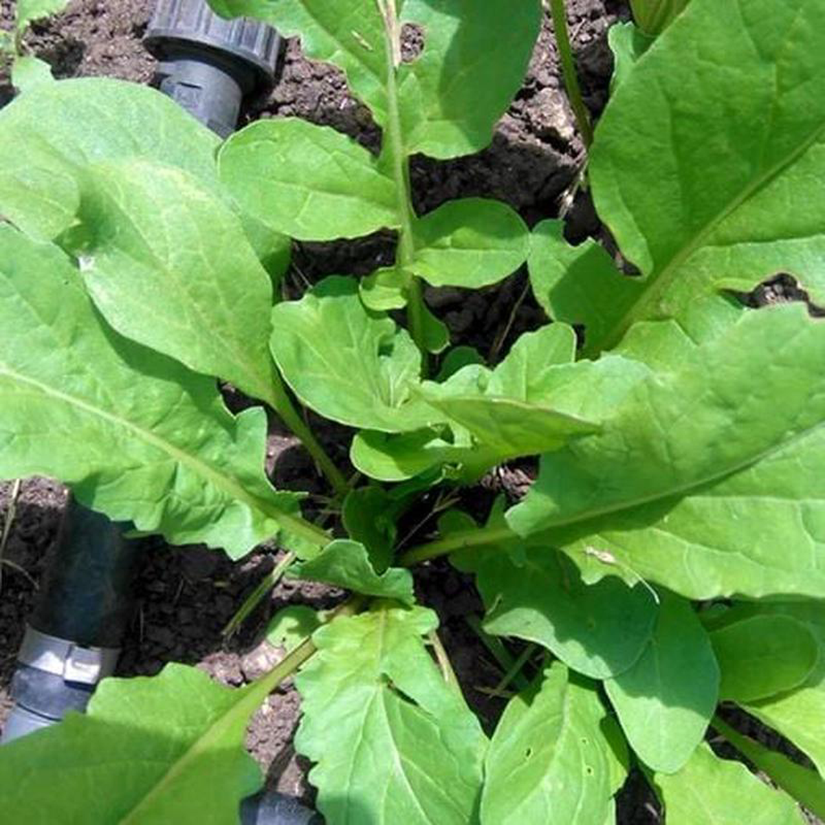 Arugula Astro 8211 Saanich Organics