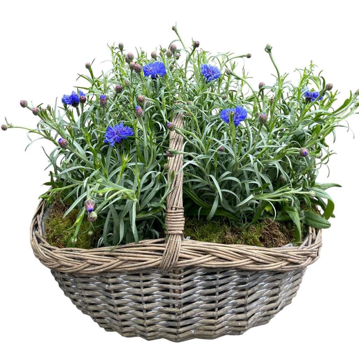 Pretty Basket of Blue Cornflowers Plants