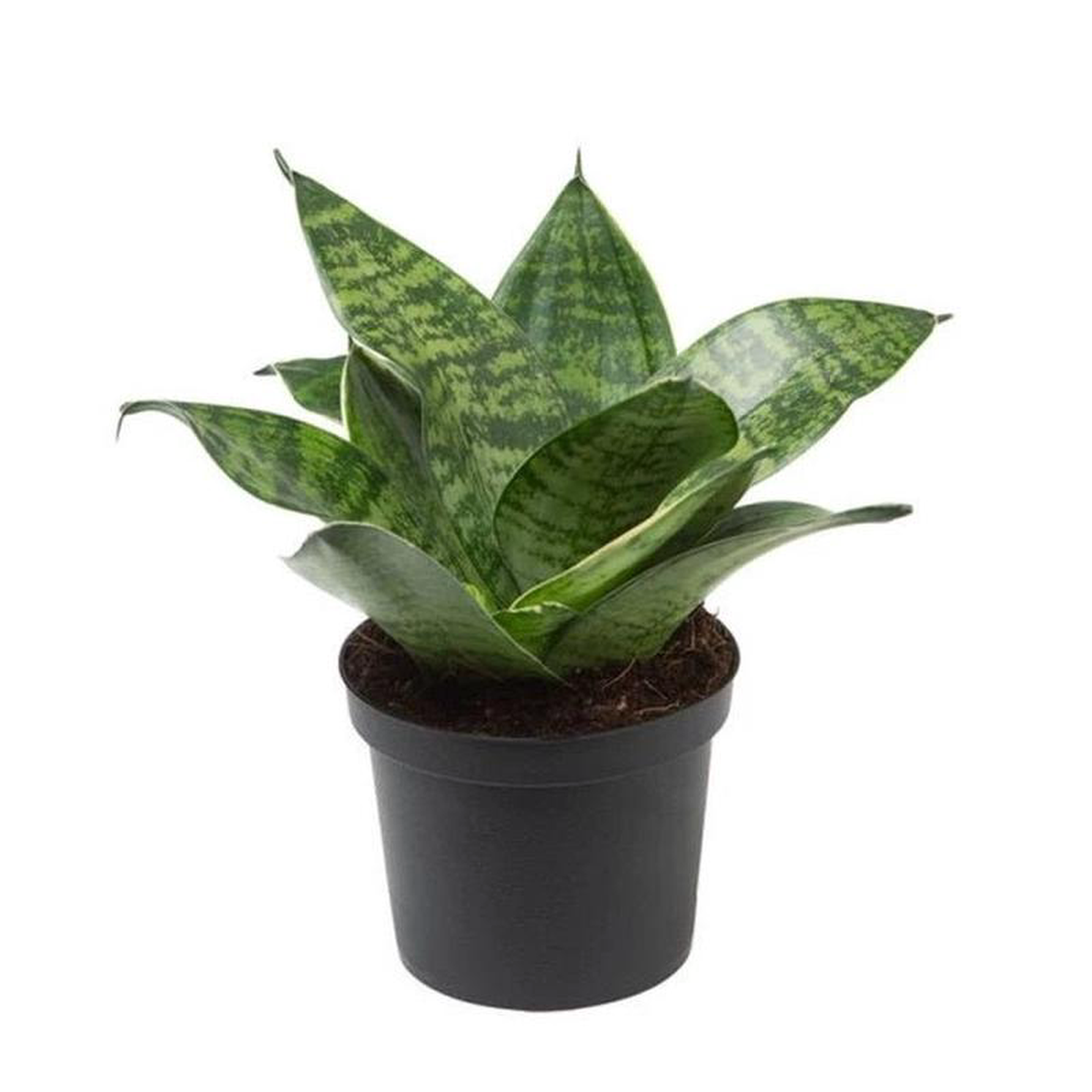Sansevieria trifasciata Hahnii Snake Plant in 4 inch Pot