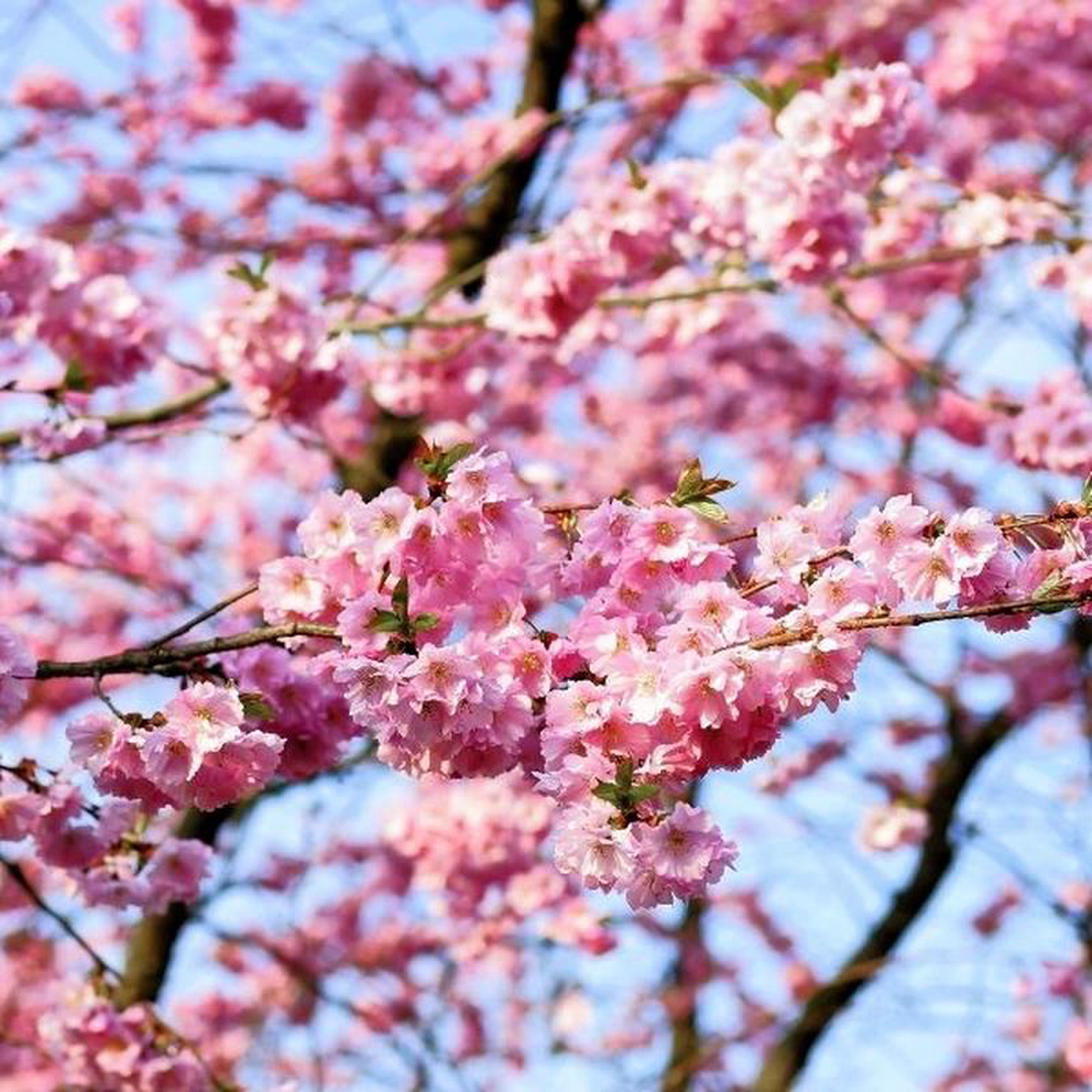 Autumn Blooming Cherry Tree