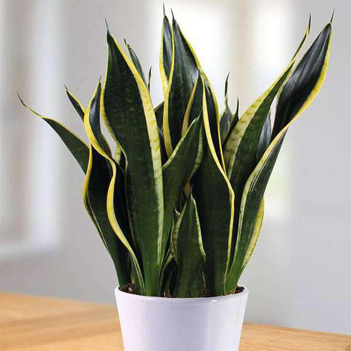 Snake Plant Sansevieria trifasciata Black Gold 8211 Succulent Plant
