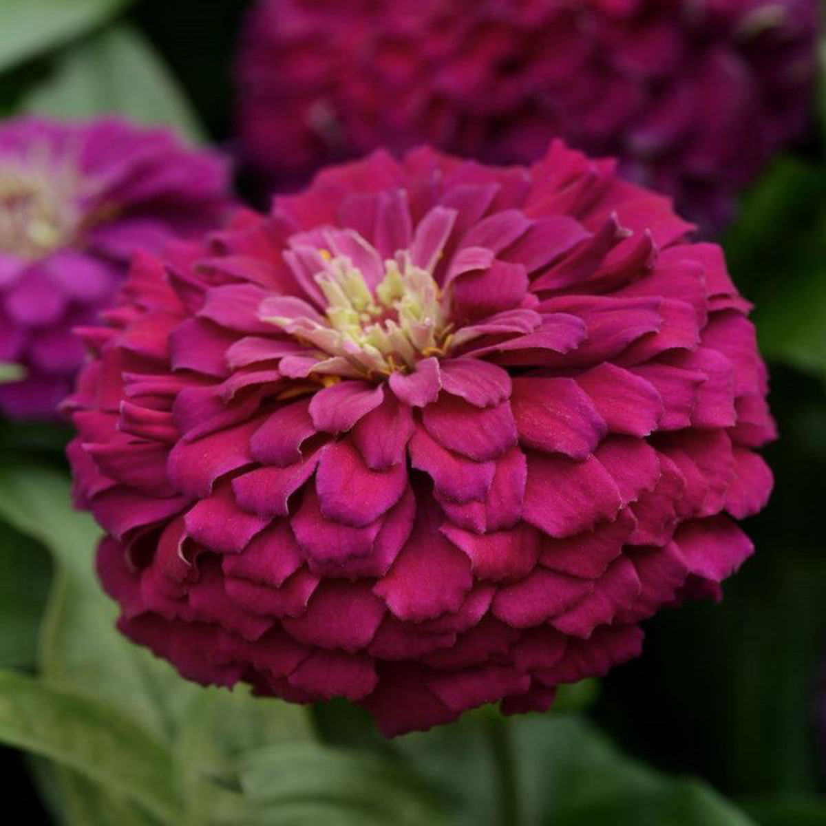 Zesty Purple Hybrid Zinnia Seeds