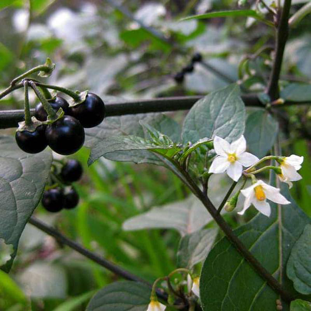 Solanum Nigrum 8211 Plant