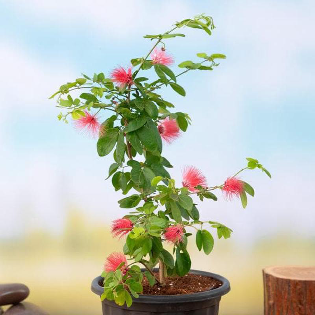 Powder Puff Plant Calliandra 8211 Plant