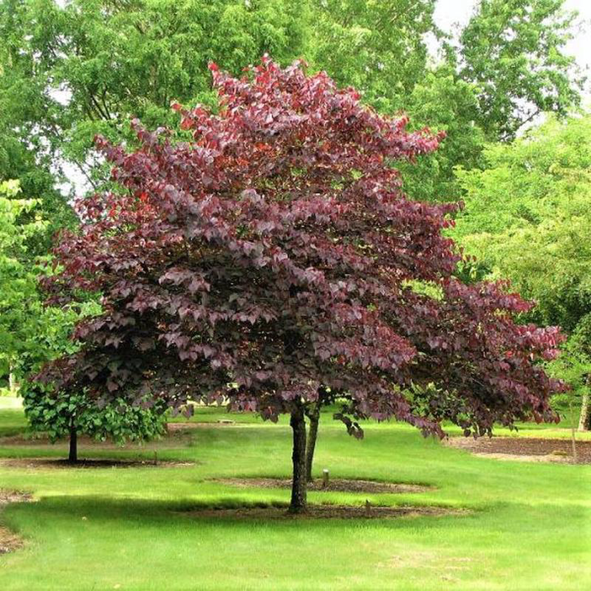 Forest Pansy Redbud Tree