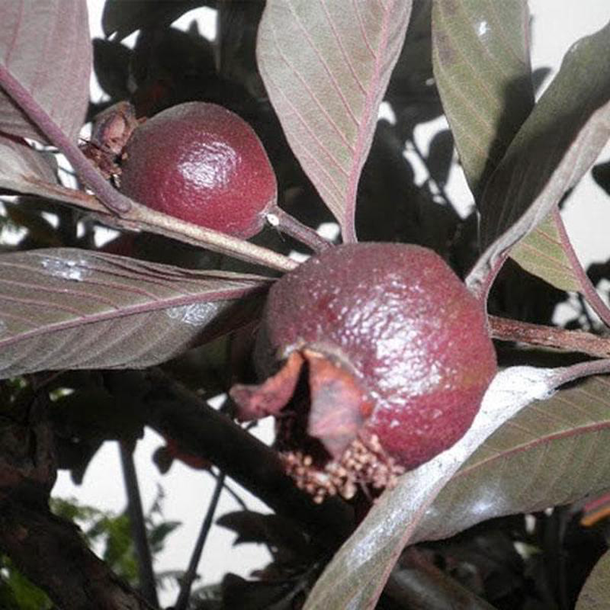 Black Guava Amrud 8211 Plant
