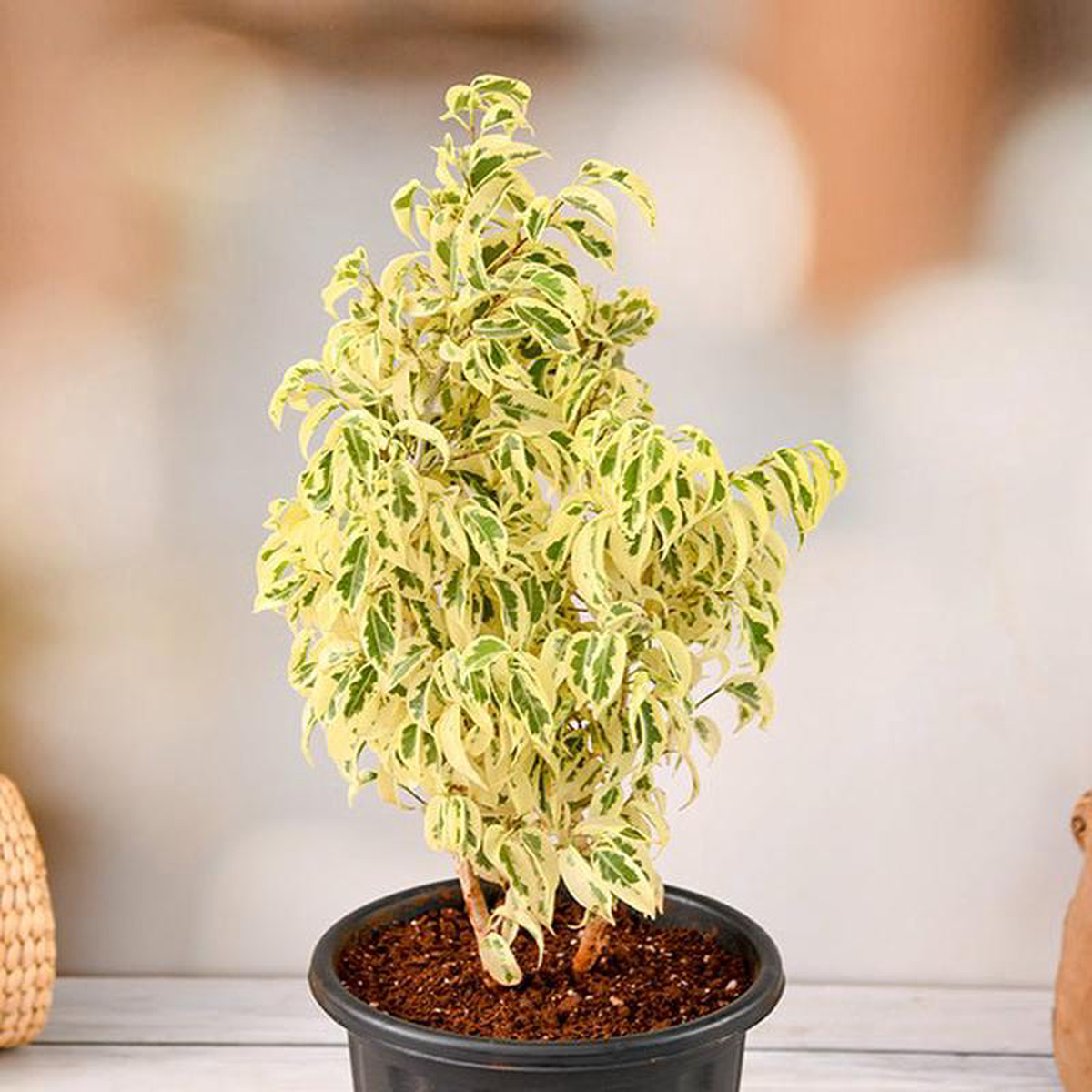 Ficus Starlight Ficus benjamina 8211 Plant