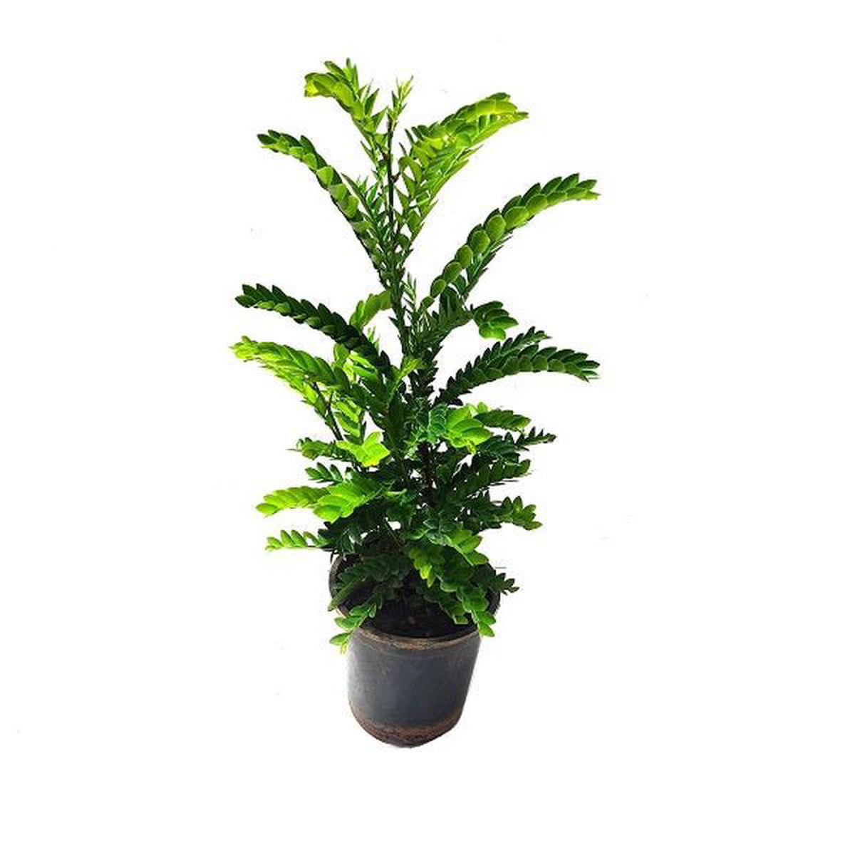 Selaginella species 8211 Plant