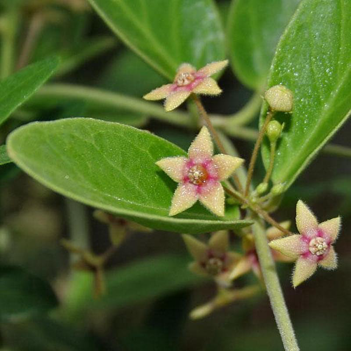 Anantmool Dambel Tylophora Indica 8211 Plant