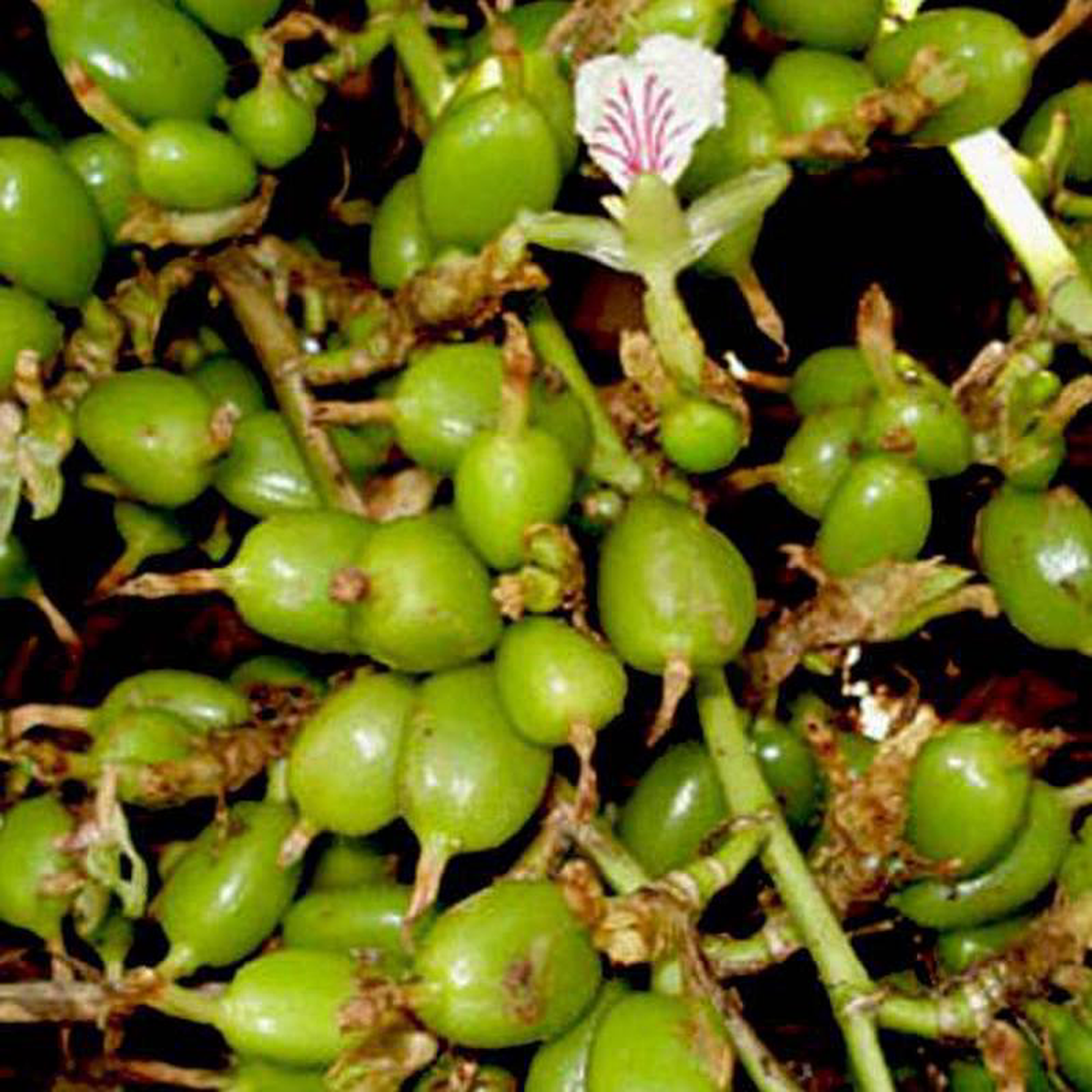 Choti Elaichi Green Cardamom 8211 Plant