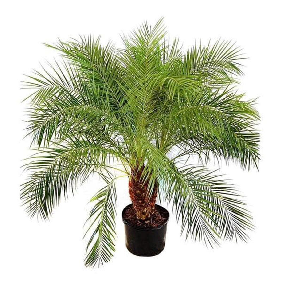 Pygmy Date Palm Phoenix Roebelenii Palm 8211 Plant