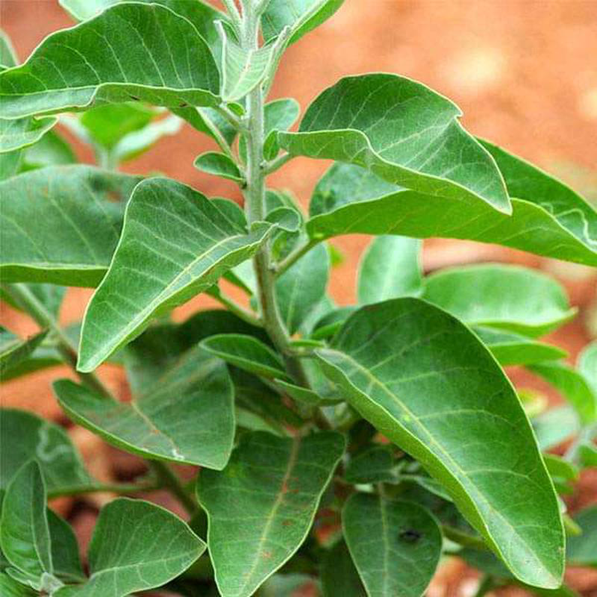 Ashwagandha India Ginseng 8211 Herb Seeds