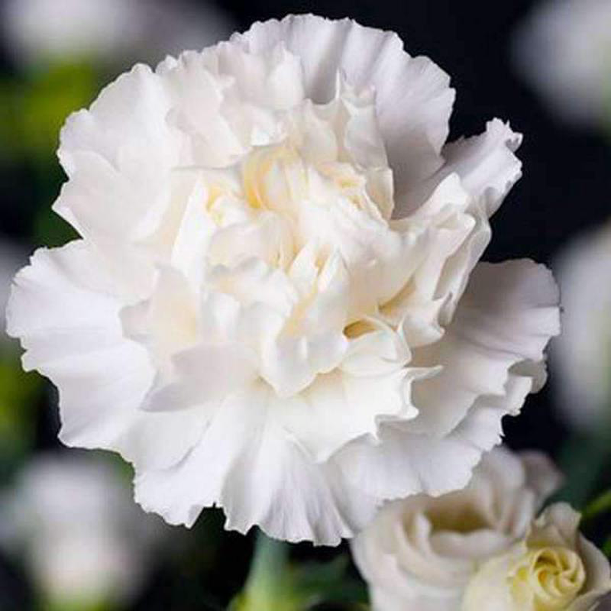 Carnation (White) 8211 Plant