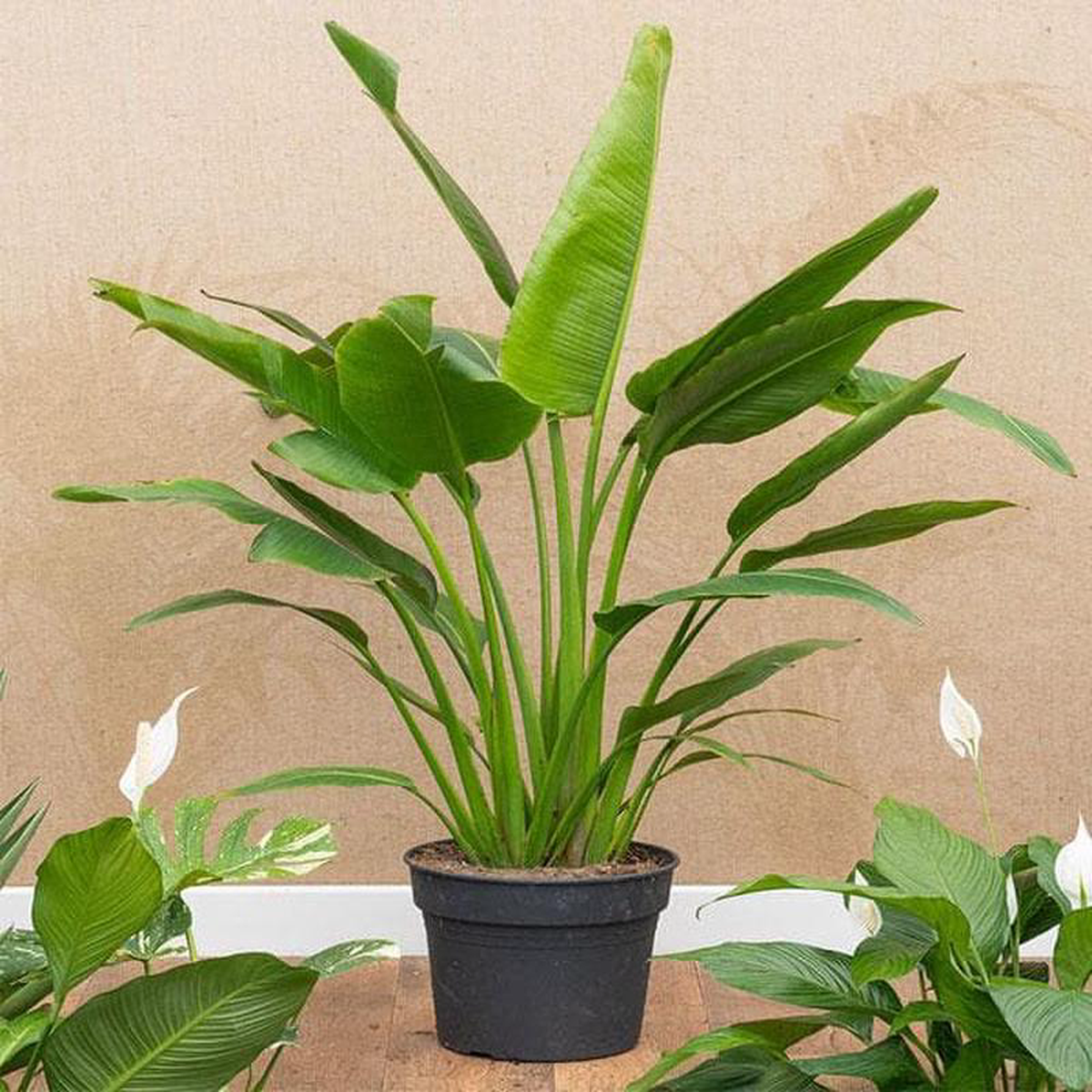 Travellar Palm 8211 Plant
