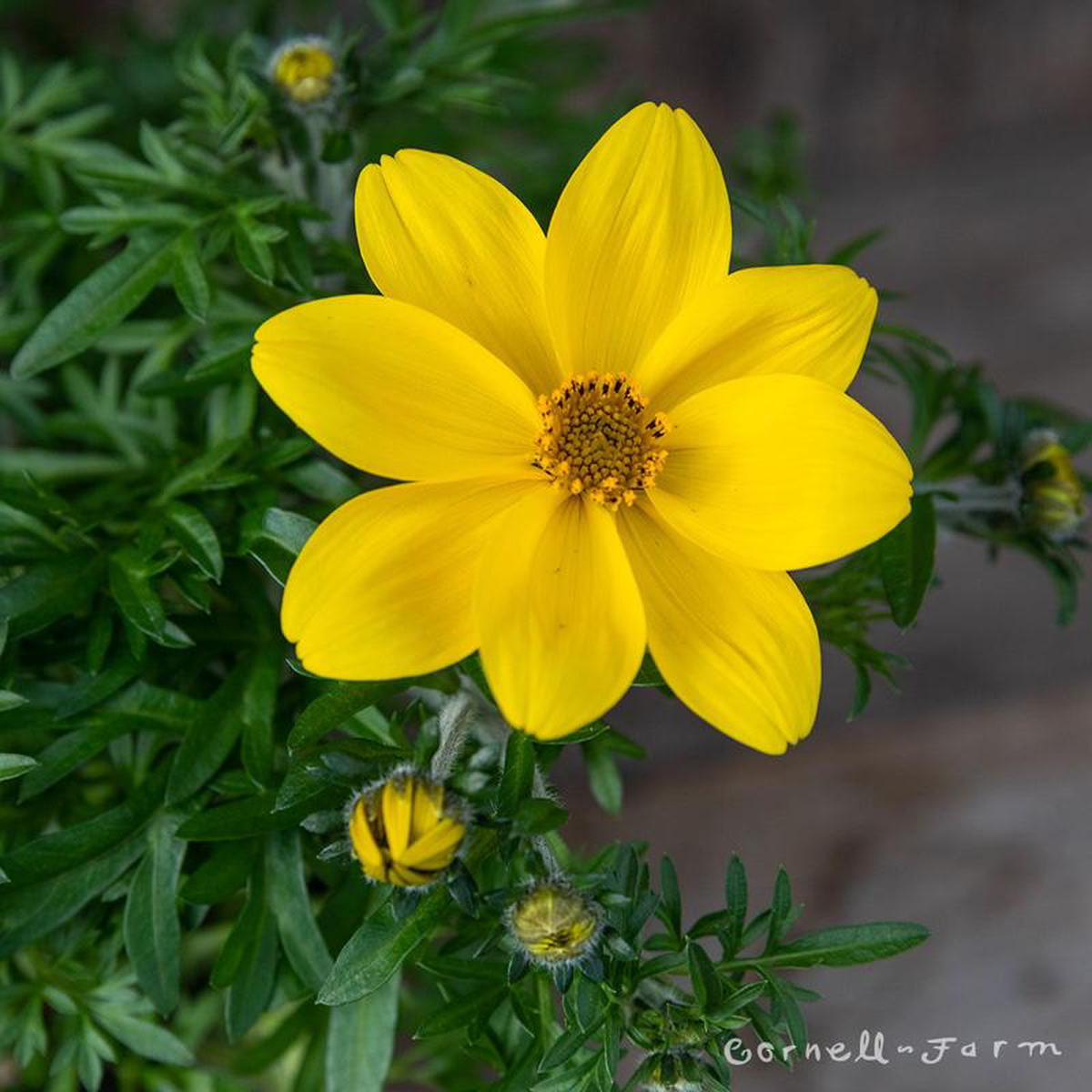 Bidens Namid Compact Yellow 425in CF