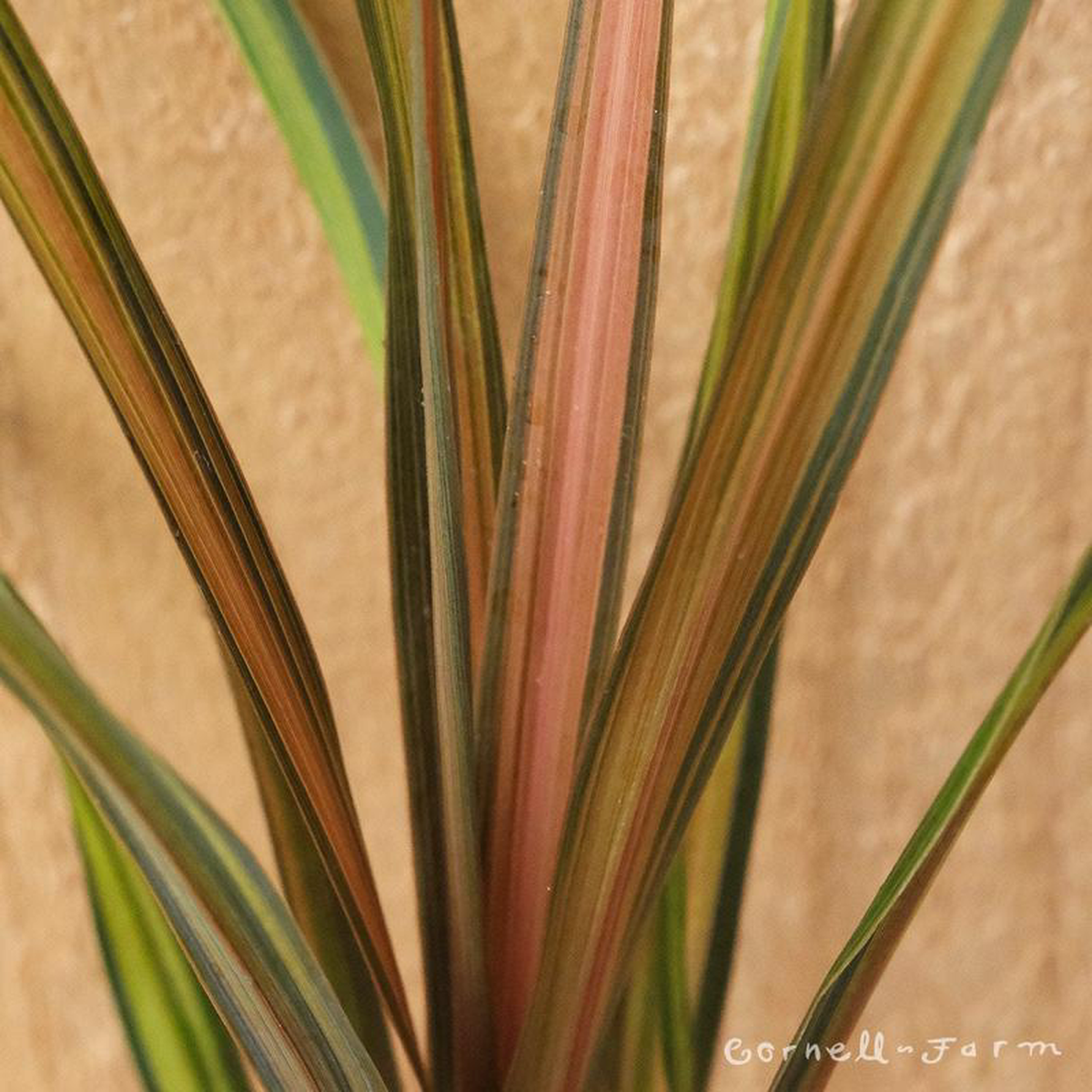 Cordyline Cha Cha 1gal