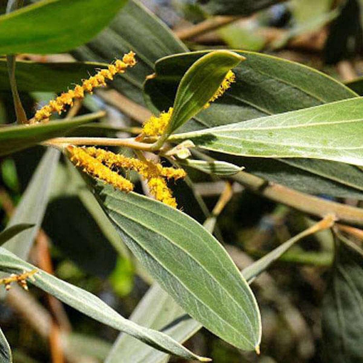 Acacia Holosericea Strap Wattle 8211 05 kg Seeds